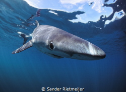 Blue Sharks are so majestic and beautiful, I love them! by Sander Rietmeijer 